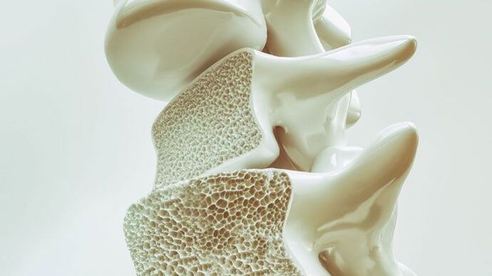 sectional model of the spine